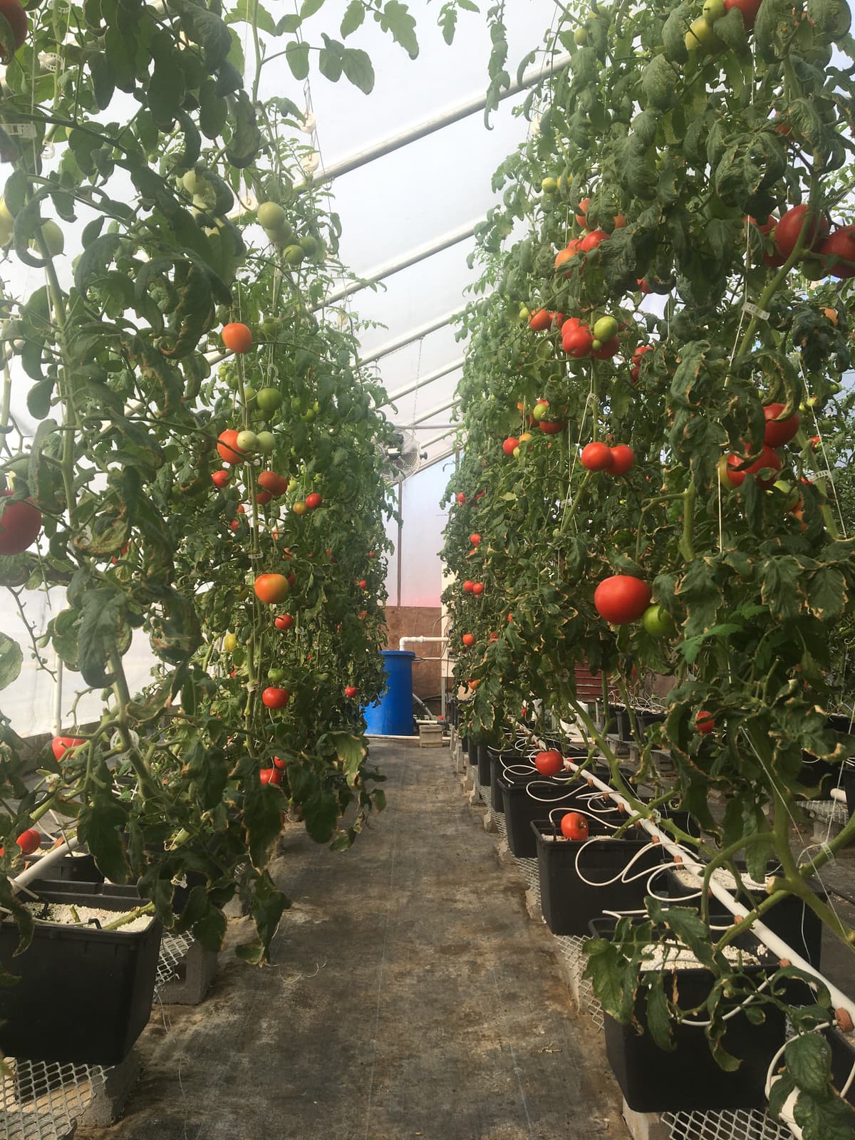 Commercial Greenhouse Facility