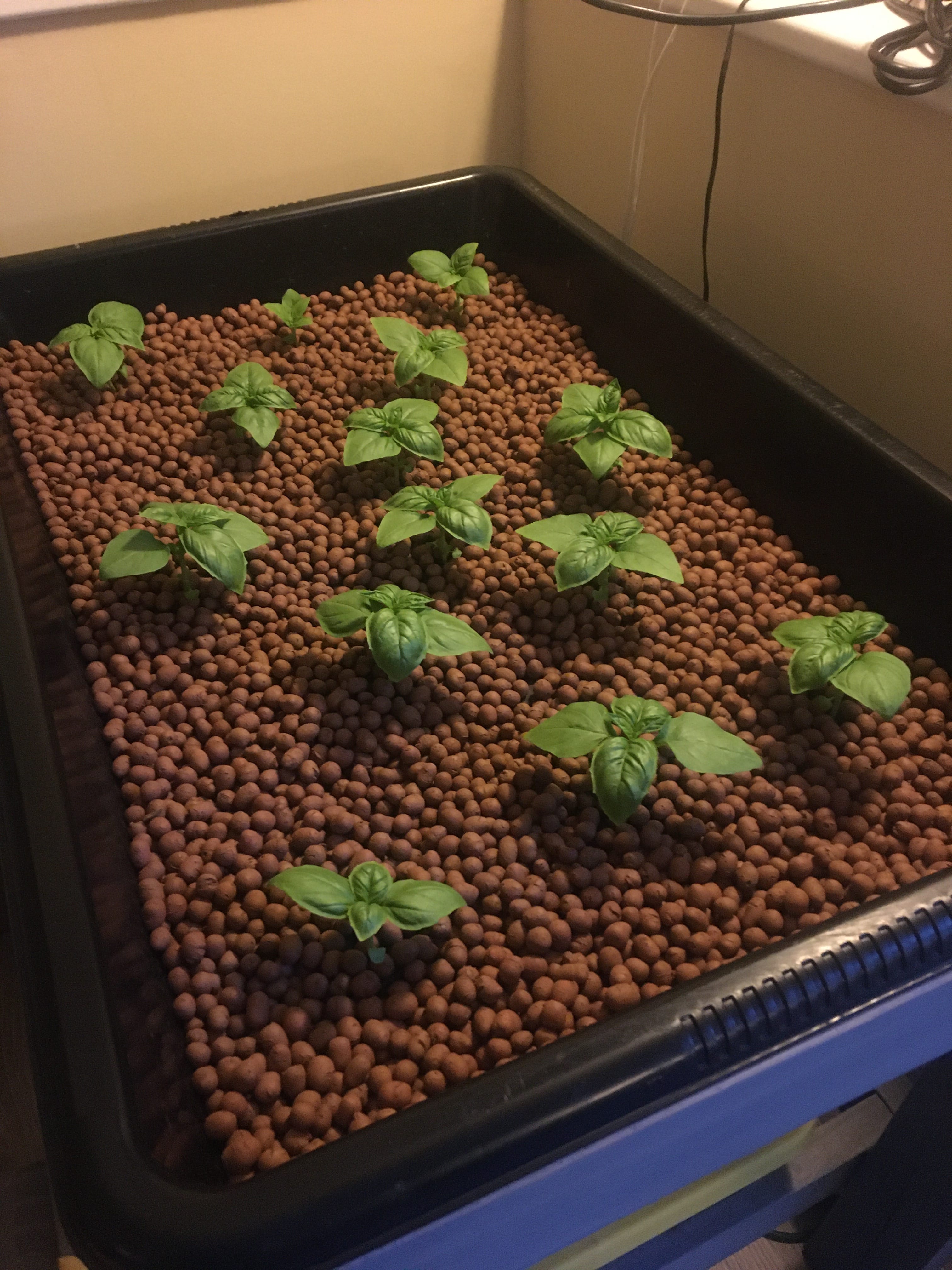 Hydroponics at home