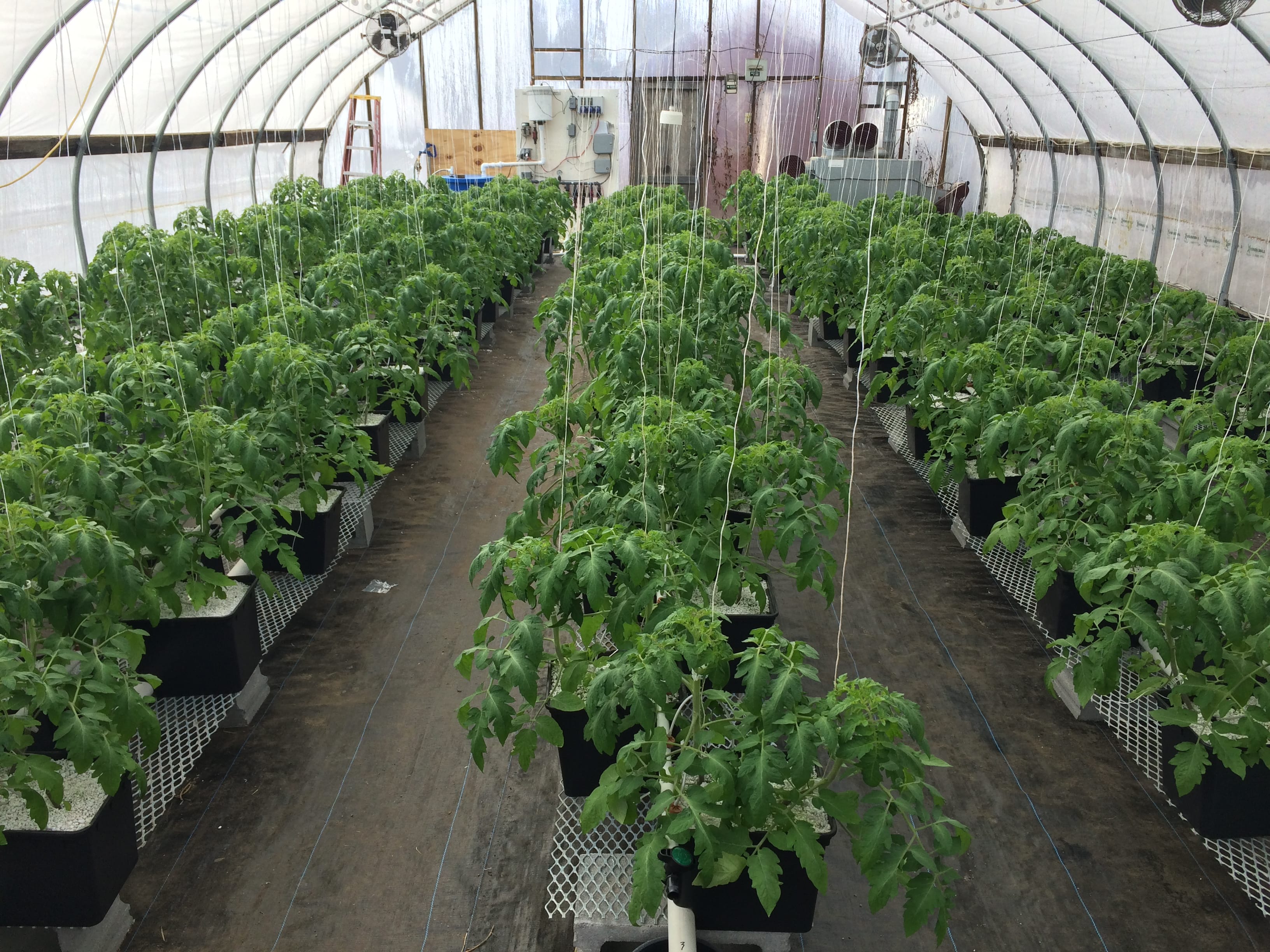 Hydroponic Tomatoes