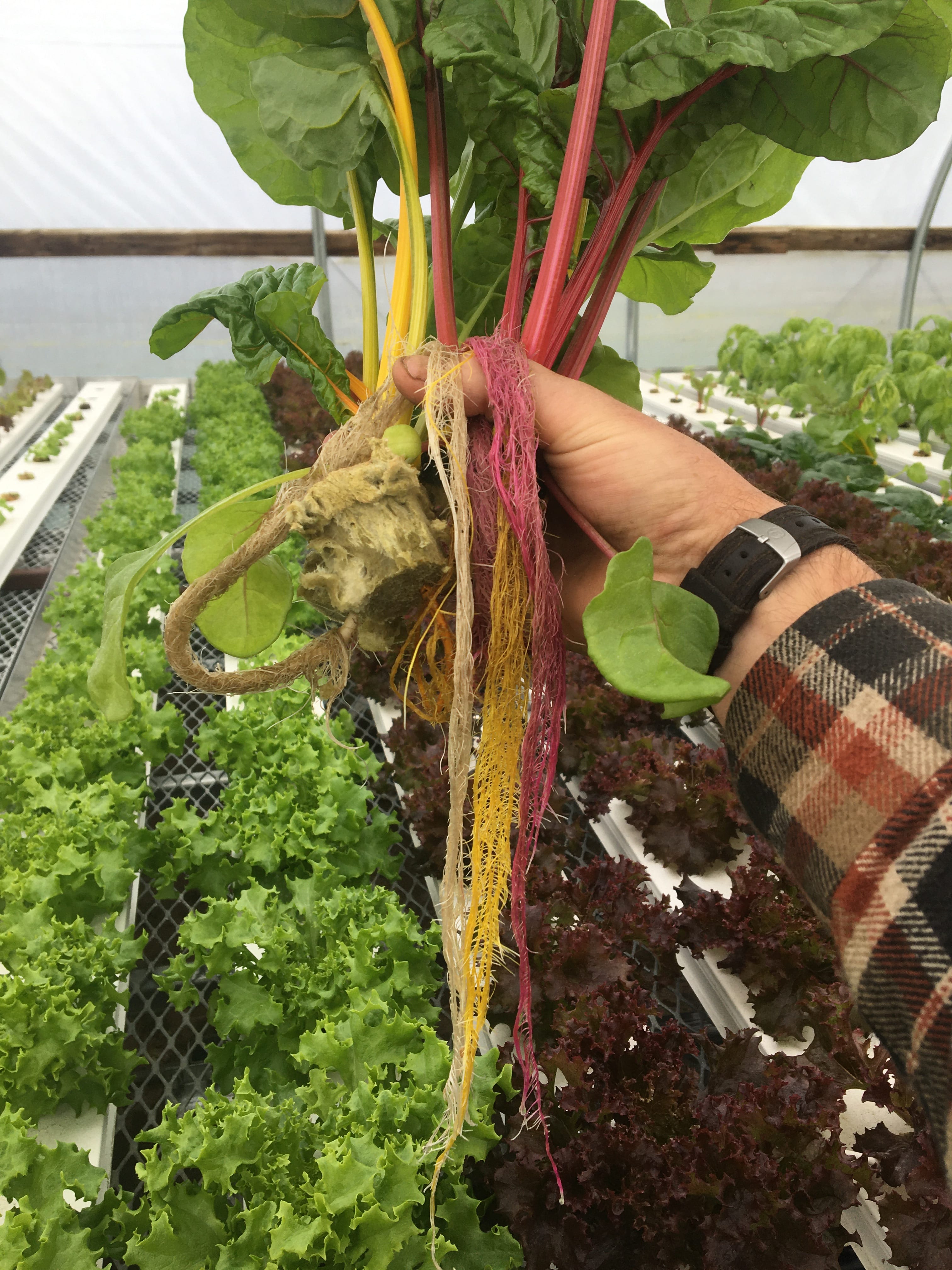 Swiss Chard Roots