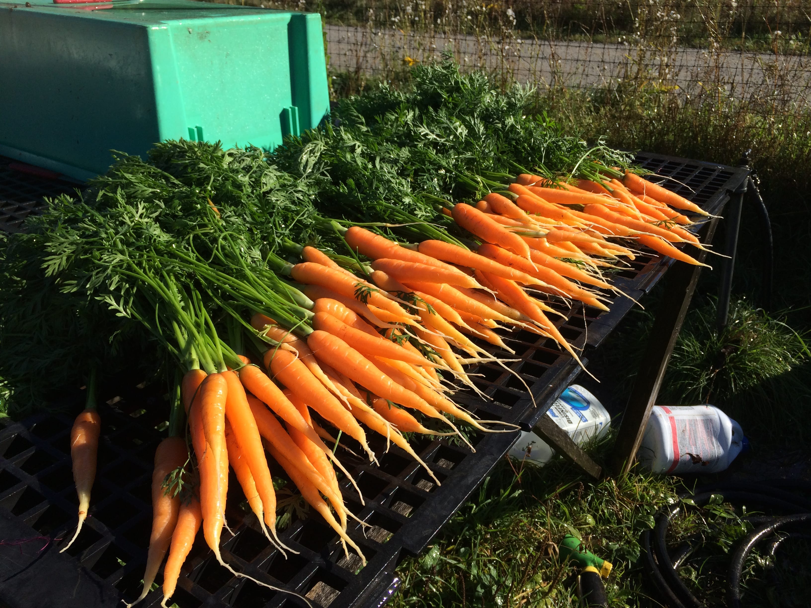 Organic Carrots