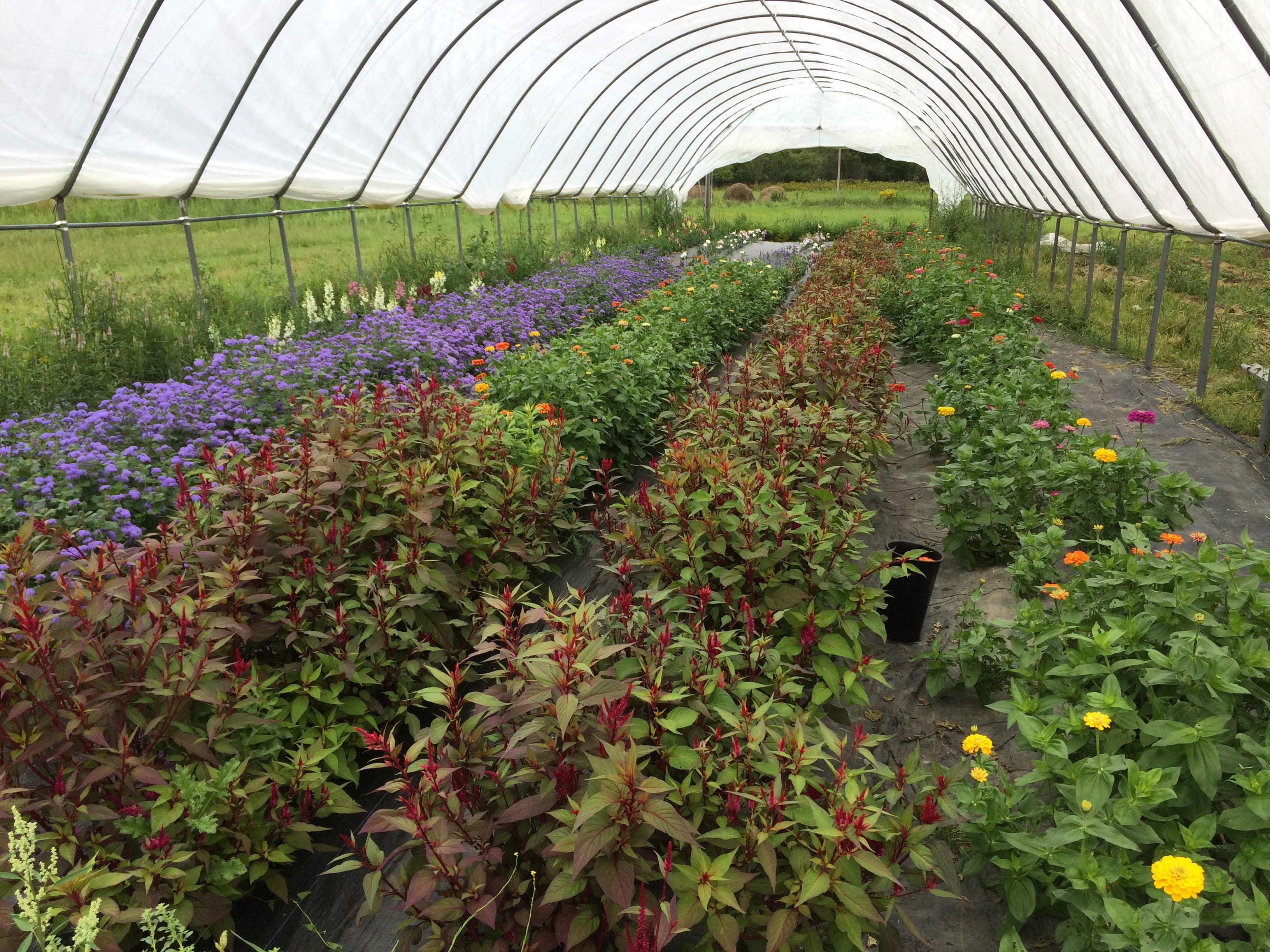 Floriculture High Tunnel