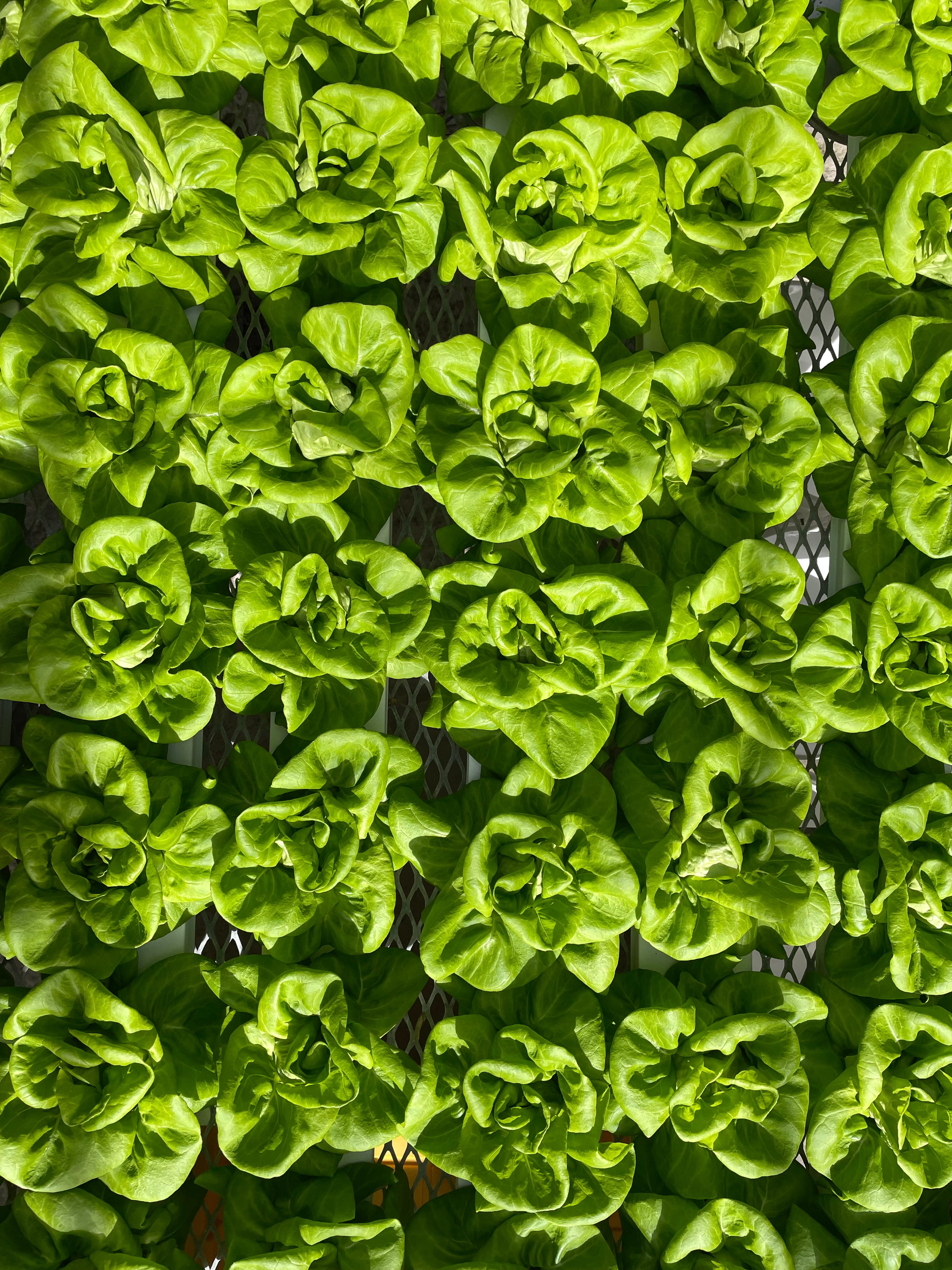 Hydroponic Lettuce