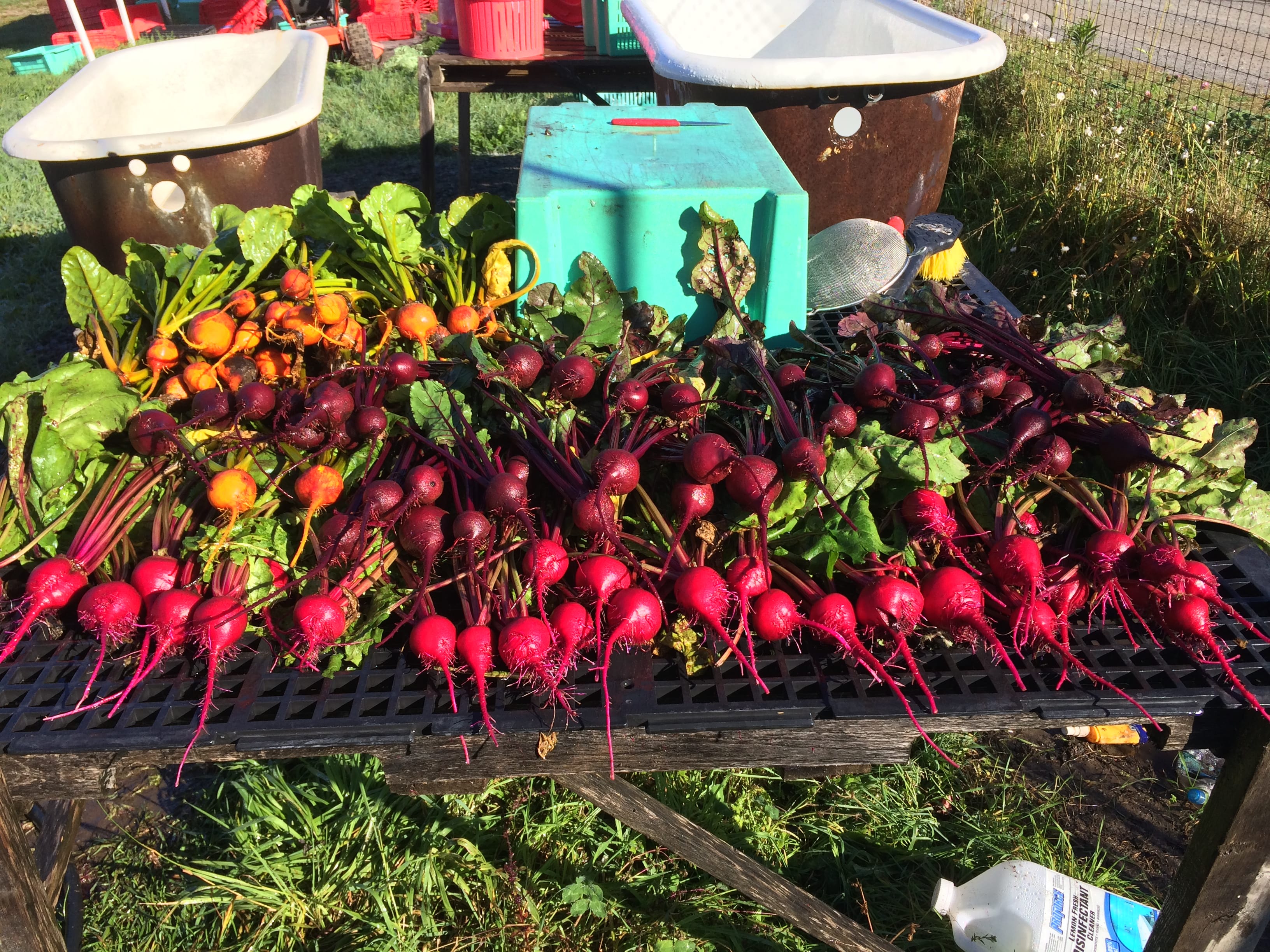 Colorful Beets