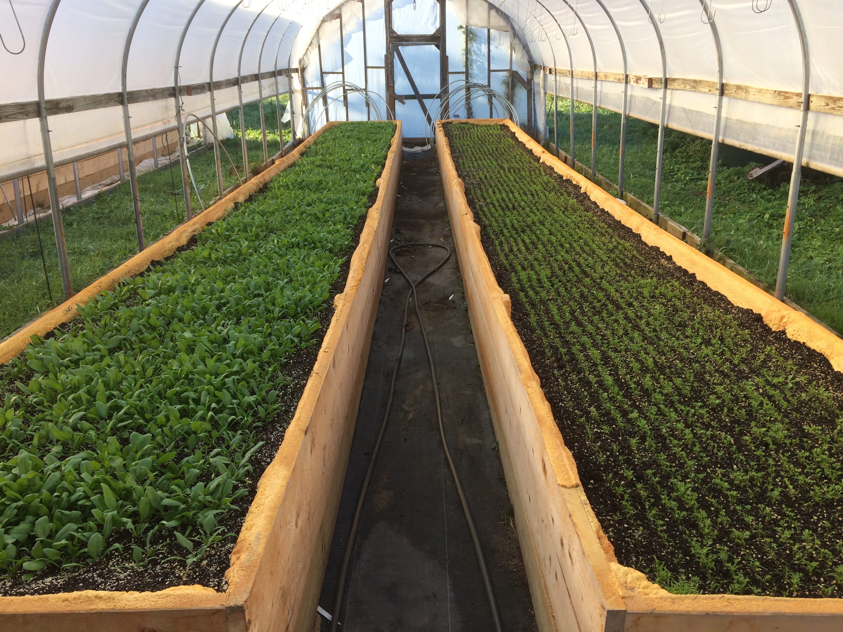 Heated Greenhouse Raised Beds