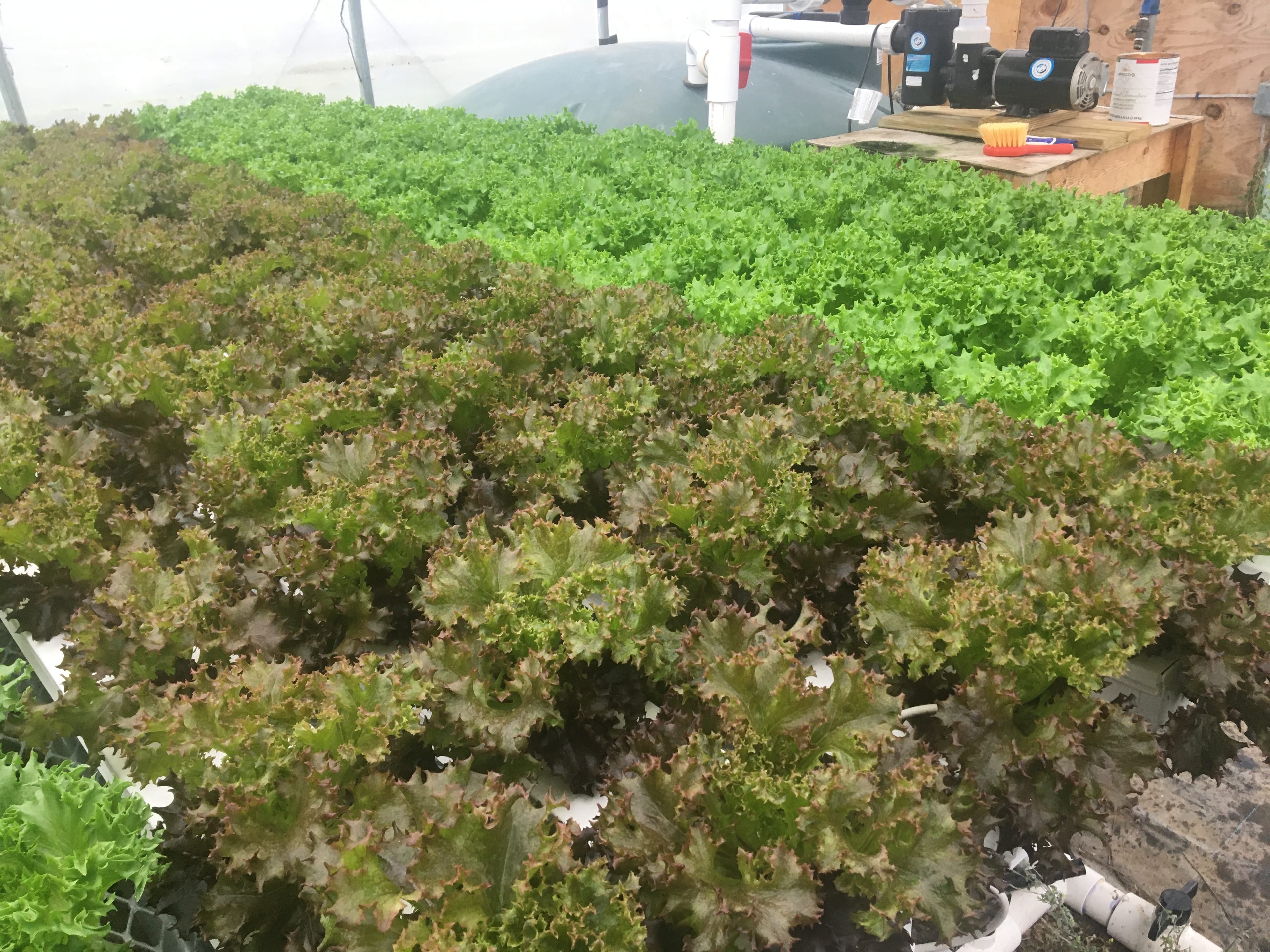 Hydroponic Salad Mix