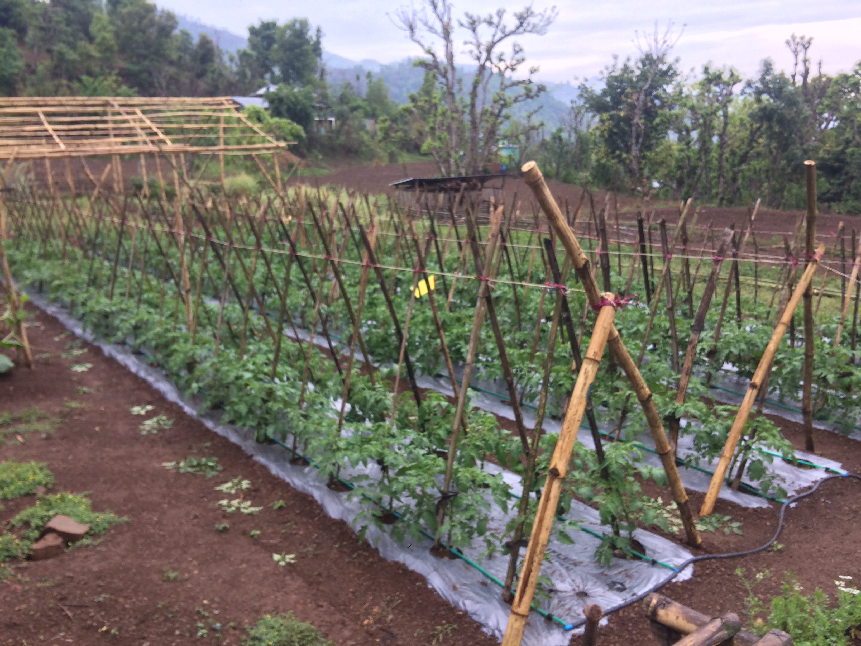 Farming in Nepal