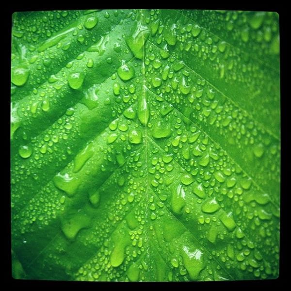 Plants are awesome.